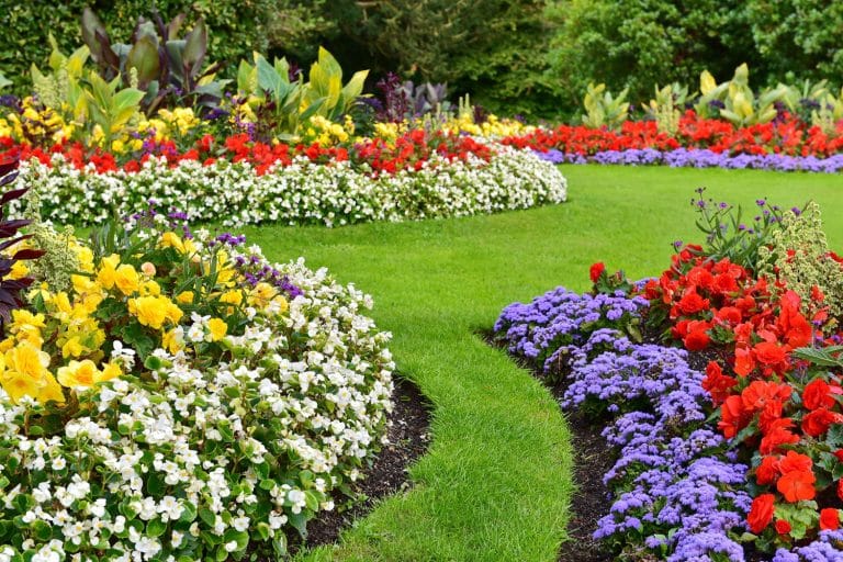 Yard Flowers