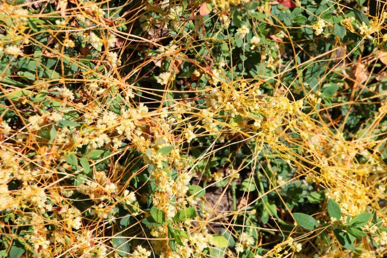 Parasitic cuscuta vines tangled across garden plants